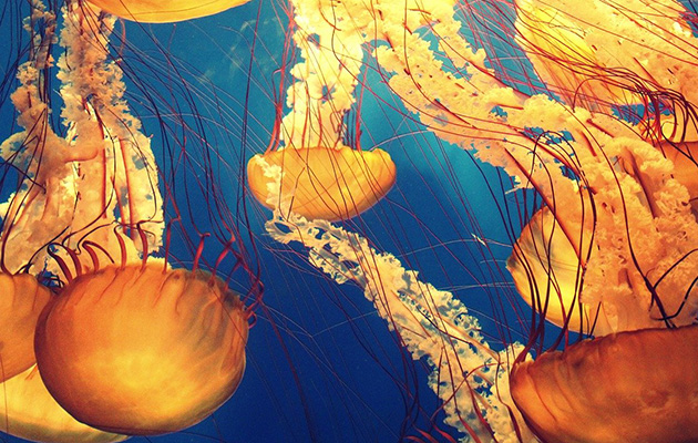 Scottish marine jellyfish